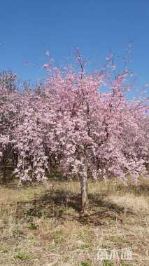 10公分垂枝樱花