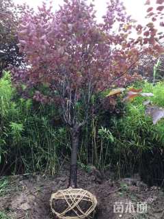 8公分紫叶紫荆
