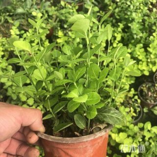 30厘米小叶扶芳藤