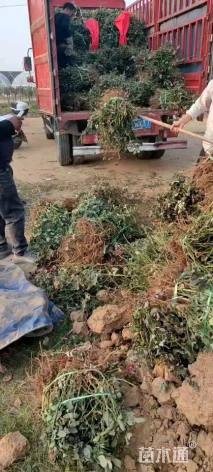 高度40厘米月季