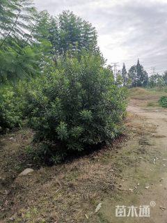 12公分杨梅