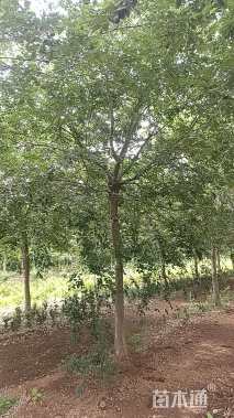 16公分朴树
