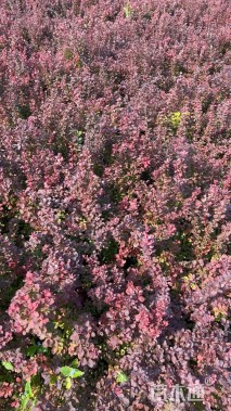 高度70厘米紫叶小檗