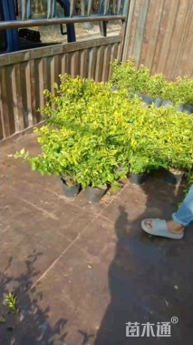 高度25厘米金叶假连翘