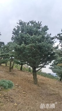 10公分五针松