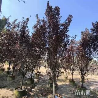 9公分紫叶李