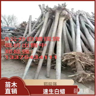 8公分速生白蜡