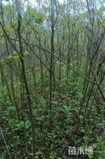 3公分乌桕