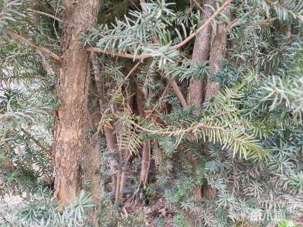 高度3000厘米曼地亚红豆杉