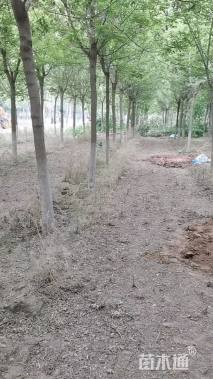 18公分绿叶复叶槭