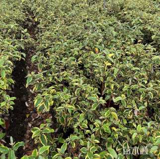 高度30厘米胡颓子