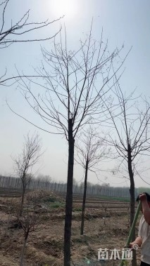 11公分刺槐