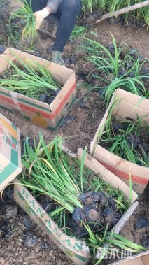 高度30厘米大花萱草