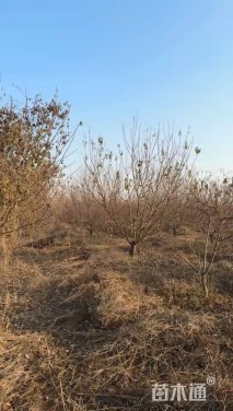 18公分山杏