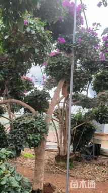 20公分造型三角梅