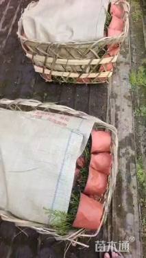 高度10厘米舞草