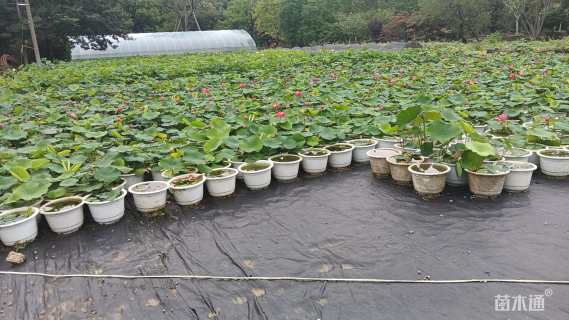 高度45厘米荷花