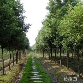 10公分香樟