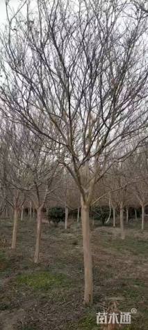 12公分紫薇