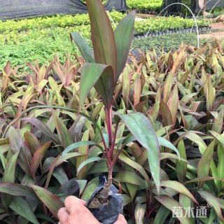 高度25厘米红叶朱蕉
