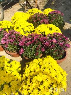 高度10厘米千头菊