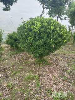 高度180厘米大叶黄杨