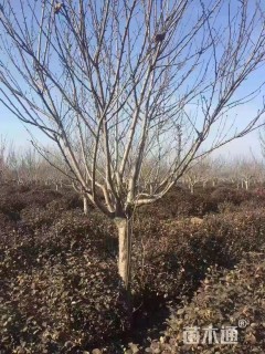 11公分樱花