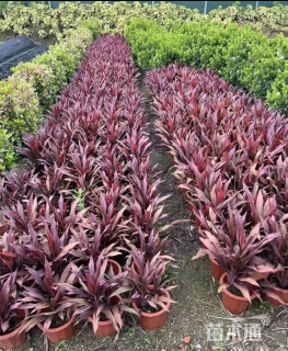 高度50厘米朱蕉