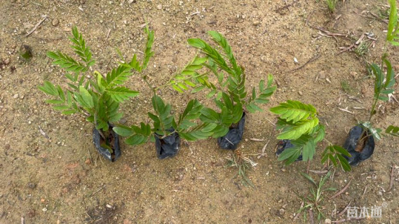 高度30厘米红绒球