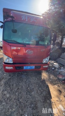 高度50厘米大叶黄杨