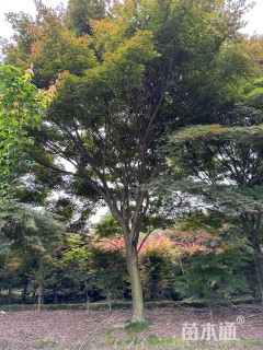 18公分中国红枫