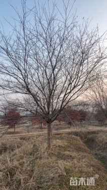 10公分早樱