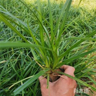 高度30厘米水生苔草