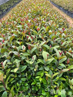 高度20厘米桃金娘