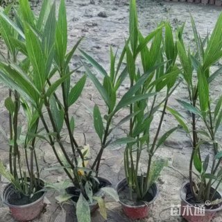 高度25厘米矮生翠芦莉