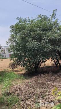 高度500厘米丛生黄栌