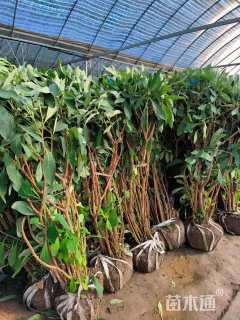 高度150厘米结香球