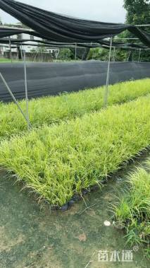 高度30厘米金叶石菖蒲