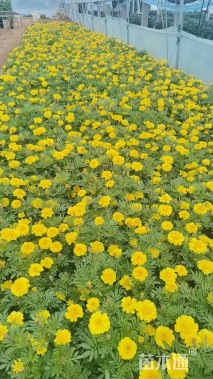 高度20厘米孔雀草