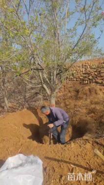 16公分红花玉兰