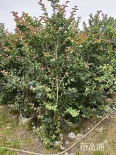 0.1公分红火箭紫薇