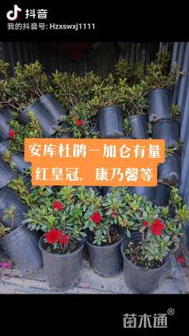 高度30厘米杜鹃