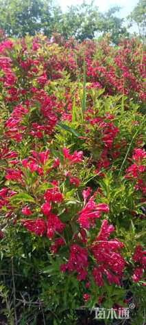 高度70厘米红王子锦带