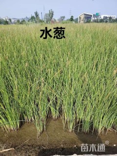 高度30厘米水葱