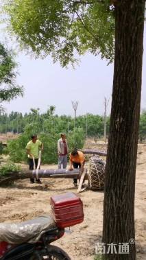 12公分复叶槭