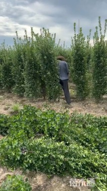 高度190厘米北海道黄杨