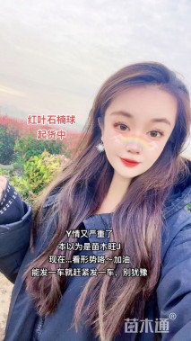 冠幅120厘米红叶石楠球