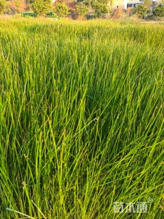 高度30厘米茳芏
