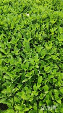 高度30厘米绣球