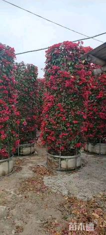 高度300厘米三角梅
